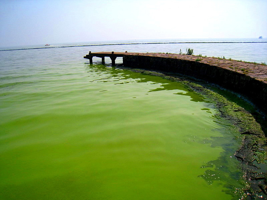  藍(lán)藻確實為太湖水&ldquo;增色&rdquo;不少